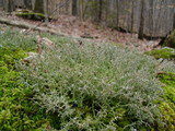 Cladonia furcata image