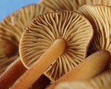 Gymnopus spongiosus image
