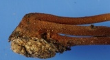 Gymnopus spongiosus image
