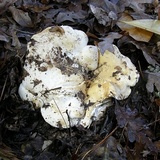 Hydnum vagabundum image