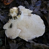 Hydnum vagabundum image