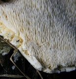 Hydnum vagabundum image