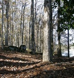Hydnum vagabundum image