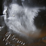Hydnum vagabundum image
