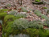 Cladonia furcata image