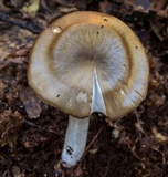 Entoloma griseum image