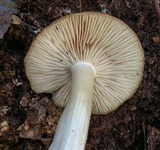 Entoloma griseum image