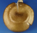 Entoloma griseum image