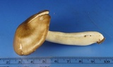 Entoloma griseum image