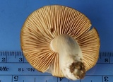 Entoloma griseum image