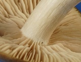 Entoloma griseum image