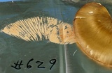 Entoloma griseum image