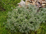 Cladonia furcata image