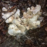 Lepista subconnexa image