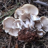 Lepista subconnexa image