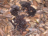 Thelephora anthocephala image