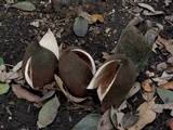 Chorioactis geaster image