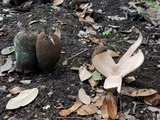 Chorioactis geaster image