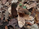 Chorioactis geaster image