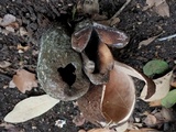 Chorioactis geaster image