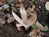 Chorioactis geaster image