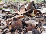 Chorioactis geaster image