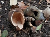 Chorioactis geaster image