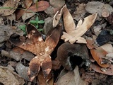 Chorioactis geaster image