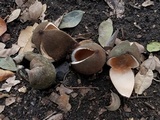 Chorioactis geaster image