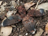 Chorioactis geaster image