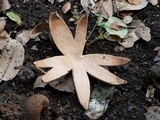 Chorioactis geaster image
