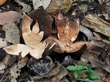 Chorioactis geaster image