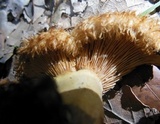 Lactarius mairei image