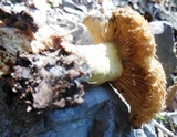 Lactarius mairei image