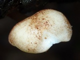 Ripartitella brasiliensis image