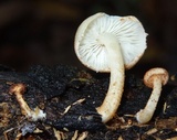 Ripartitella brasiliensis image