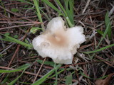Clitocybe fragrans image