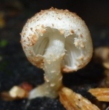 Ripartitella brasiliensis image