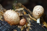 Ripartitella brasiliensis image