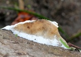 Bjerkandera adusta image