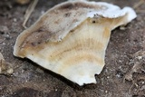 Bjerkandera adusta image