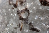 Bjerkandera adusta image