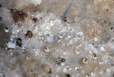 Bjerkandera adusta image