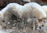 Bjerkandera adusta image