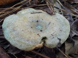 Lactarius chelidonium image