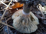 Lactarius chelidonium image