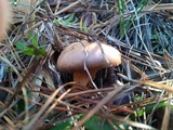 Chroogomphus rutilus image