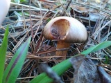 Chroogomphus rutilus image