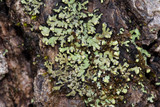 Phaeophyscia pusilloides image