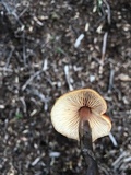 Macrocystidia cucumis image